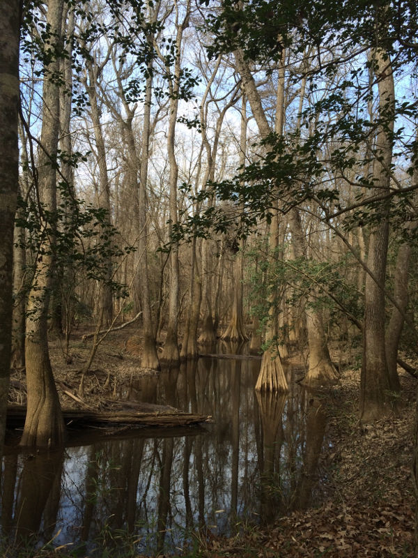 hardin 041619 congaree.jpg